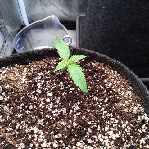 Amnesia Zkittles Auto growlog timeline photo