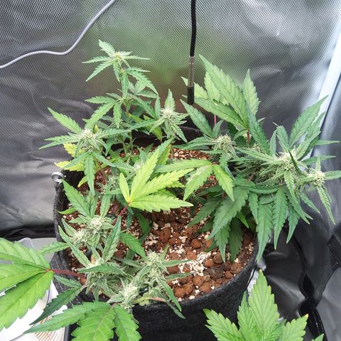 Olga (OG Kush Auto) growlog timeline photo