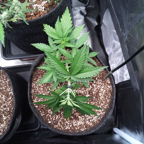 Zandra (Z-Up Auto) growlog timeline photo