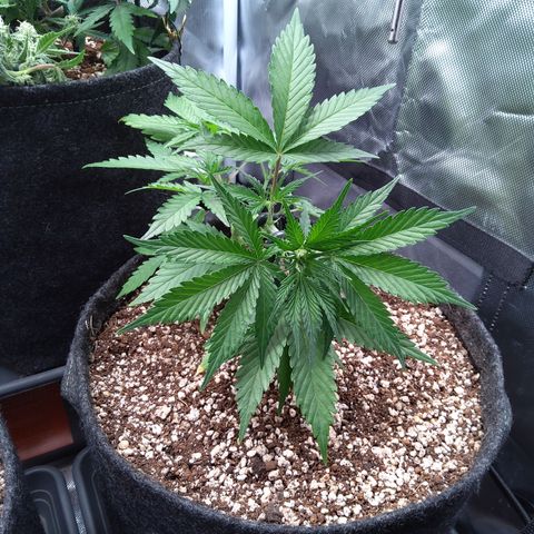 Zandra (Z-Up Auto) growlog timeline photo