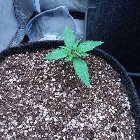 Amnesia Zkittles Auto growlog timeline photo