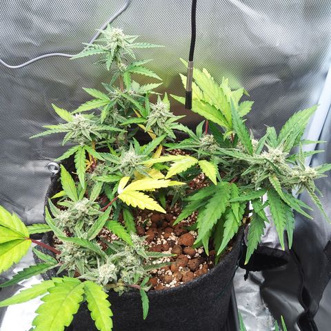Olga (OG Kush Auto) growlog timeline photo