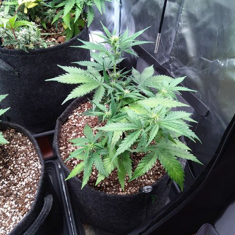 Zandra (Z-Up Auto) growlog timeline photo