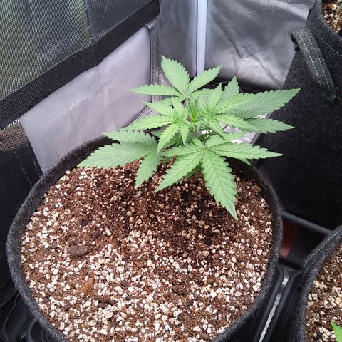 Amnesia Zkittles Auto growlog timeline photo