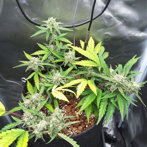 Olga (OG Kush Auto) growlog timeline photo