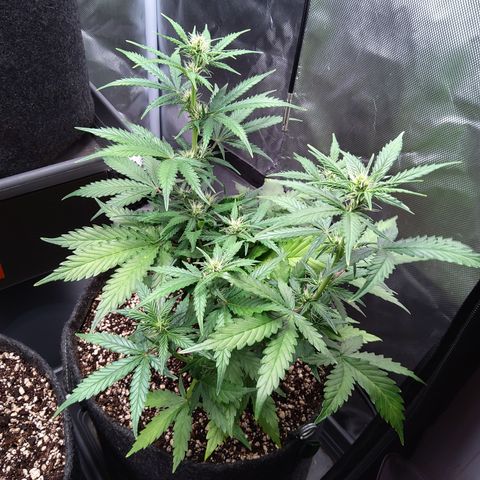 Zandra (Z-Up Auto) growlog timeline photo