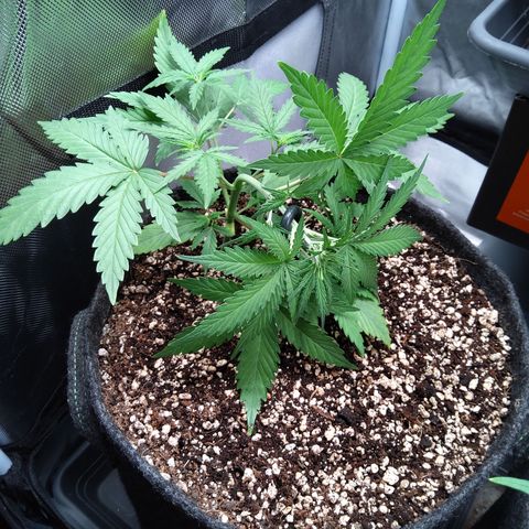 Amnesia Zkittles Auto growlog timeline photo