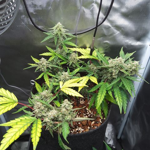 Olga (OG Kush Auto) growlog timeline photo