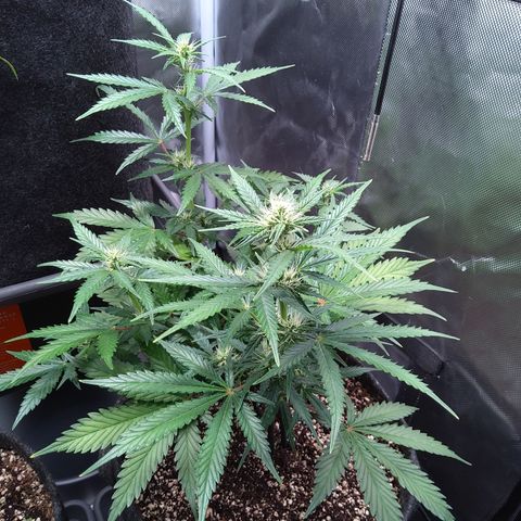 Zandra (Z-Up Auto) growlog timeline photo