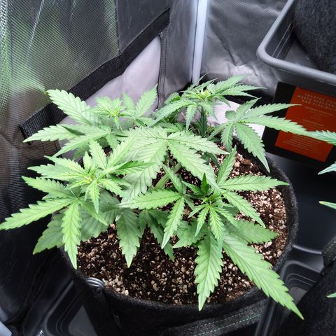 Amnesia Zkittles Auto growlog timeline photo