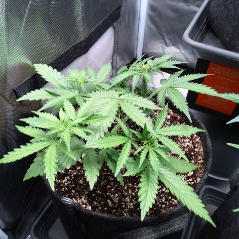 Amnesia Zkittles Auto growlog timeline photo