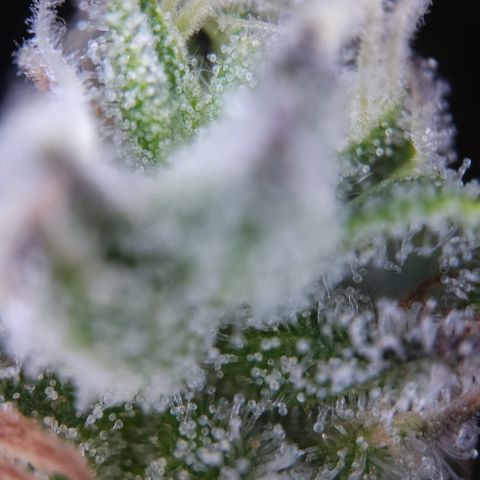 Olga (OG Kush Auto) growlog timeline photo