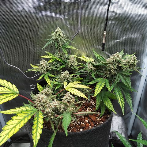 Olga (OG Kush Auto) growlog timeline photo