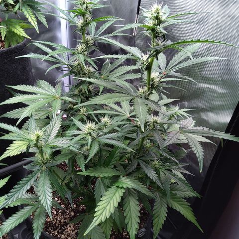 Zandra (Z-Up Auto) growlog timeline photo