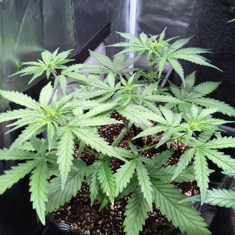 Amnesia Zkittles Auto growlog timeline photo