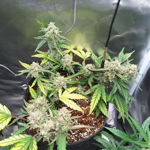 Olga (OG Kush Auto) growlog timeline photo