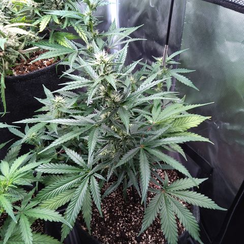 Zandra (Z-Up Auto) growlog timeline photo