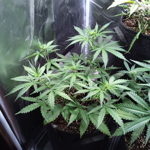 Amnesia Zkittles Auto growlog timeline photo
