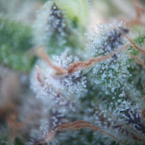 Olga (OG Kush Auto) growlog timeline photo