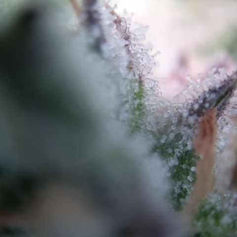 Olga (OG Kush Auto) growlog timeline photo