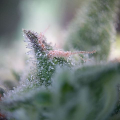 Olga (OG Kush Auto) growlog timeline photo