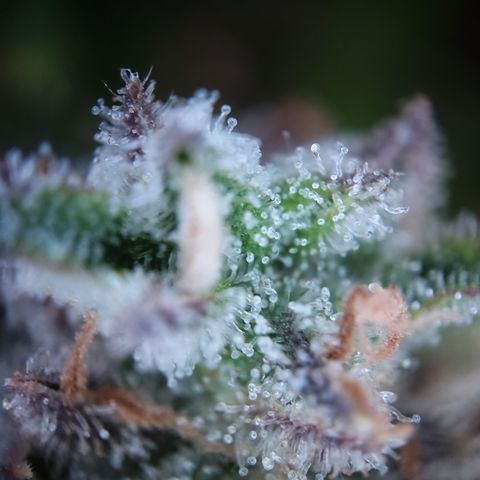 Olga (OG Kush Auto) growlog timeline photo