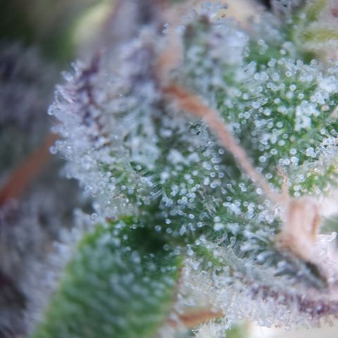 Olga (OG Kush Auto) growlog timeline photo