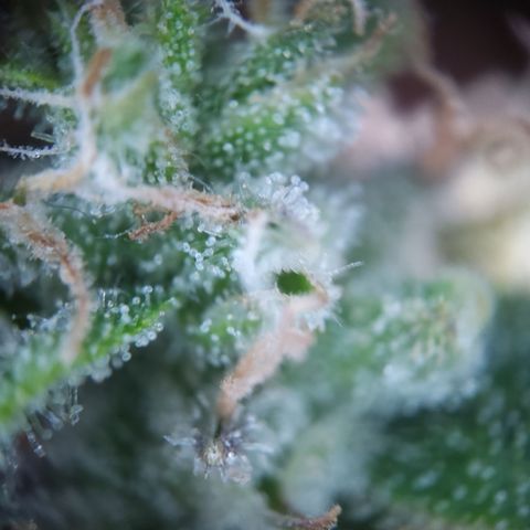 Olga (OG Kush Auto) growlog timeline photo