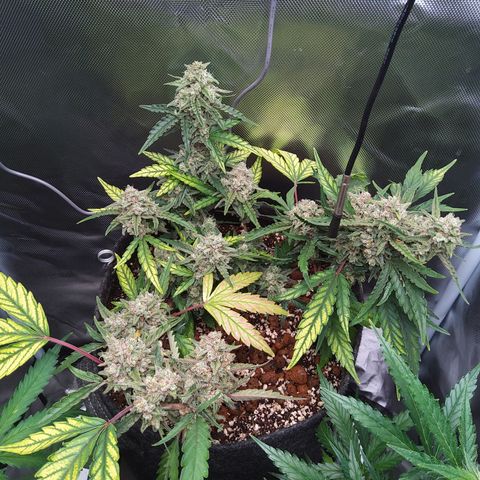 Olga (OG Kush Auto) growlog timeline photo