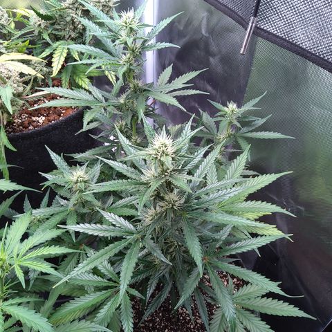 Zandra (Z-Up Auto) growlog timeline photo