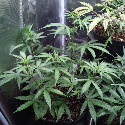 Amnesia Zkittles Auto growlog timeline photo