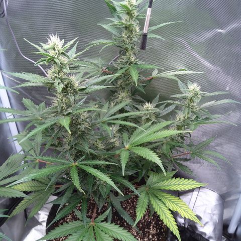 Zandra (Z-Up Auto) growlog timeline photo