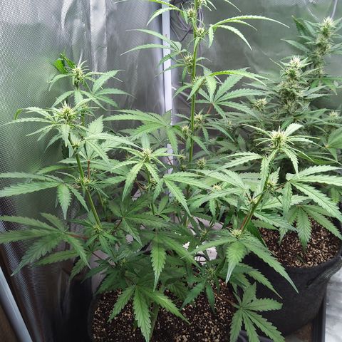 Amnesia Zkittles Auto growlog timeline photo