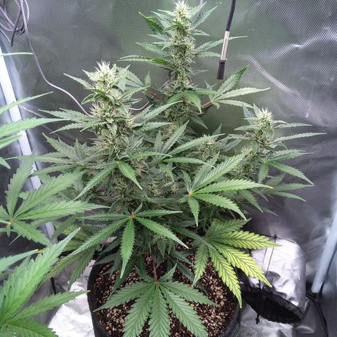 Zandra (Z-Up Auto) growlog timeline photo