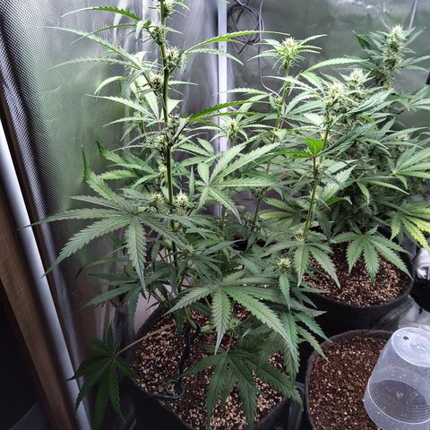 Amnesia Zkittles Auto growlog timeline photo