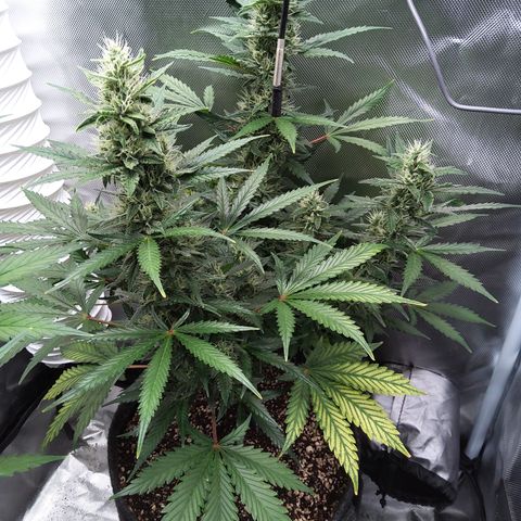 Zandra (Z-Up Auto) growlog timeline photo