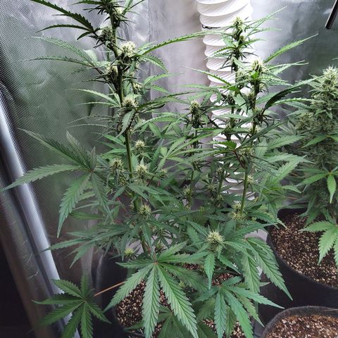 Amnesia Zkittles Auto growlog timeline photo