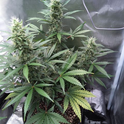 Zandra (Z-Up Auto) growlog timeline photo
