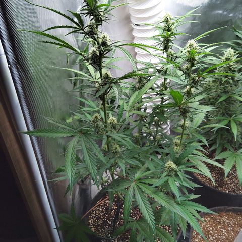 Amnesia Zkittles Auto growlog timeline photo