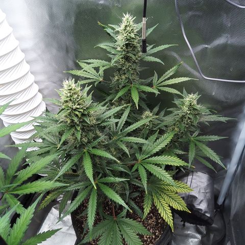 Zandra (Z-Up Auto) growlog timeline photo