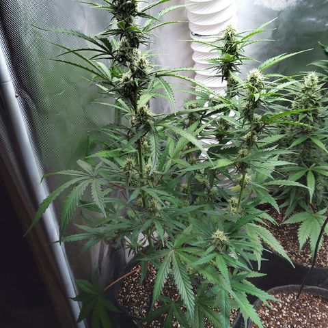 Amnesia Zkittles Auto growlog timeline photo