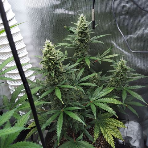 Zandra (Z-Up Auto) growlog timeline photo
