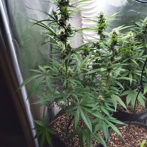 Amnesia Zkittles Auto growlog timeline photo