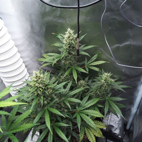 Zandra (Z-Up Auto) growlog timeline photo