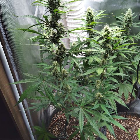 Amnesia Zkittles Auto growlog timeline photo