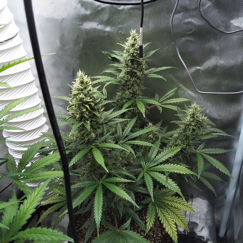 Zandra (Z-Up Auto) growlog timeline photo