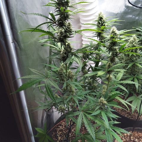 Amnesia Zkittles Auto growlog timeline photo