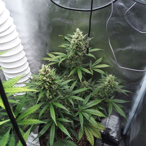 Zandra (Z-Up Auto) growlog timeline photo