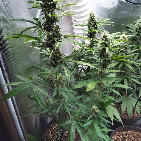 Amnesia Zkittles Auto growlog timeline photo