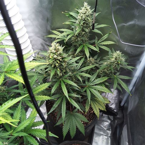 Zandra (Z-Up Auto) growlog timeline photo